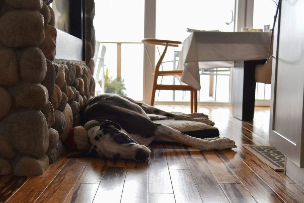 Dog laying on hardwood floors